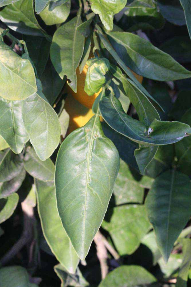            Sun leaves (Riverside, CA)   